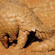 A pangolin in Gir Forest, Gujarat.